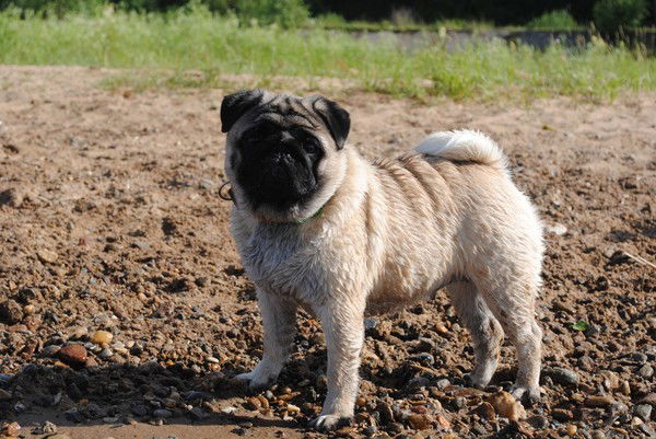 Cнежана Спирина