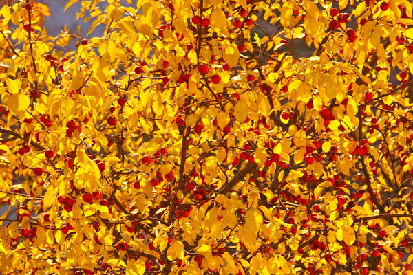 Светлана Костина