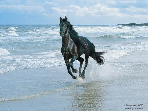 Лариса Карпова