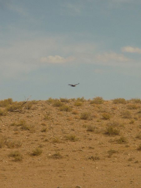 Наталья Даулова