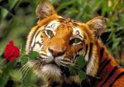 Гульфия Мухтарулина