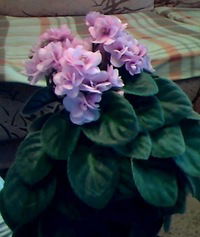 Настя Долгова