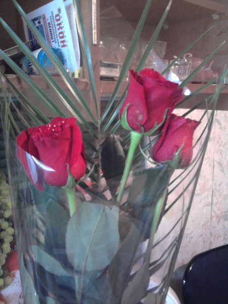 Полина Дмитриева