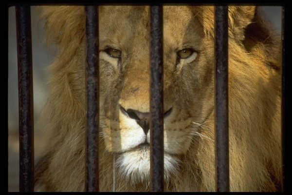 Кирилл Мухин