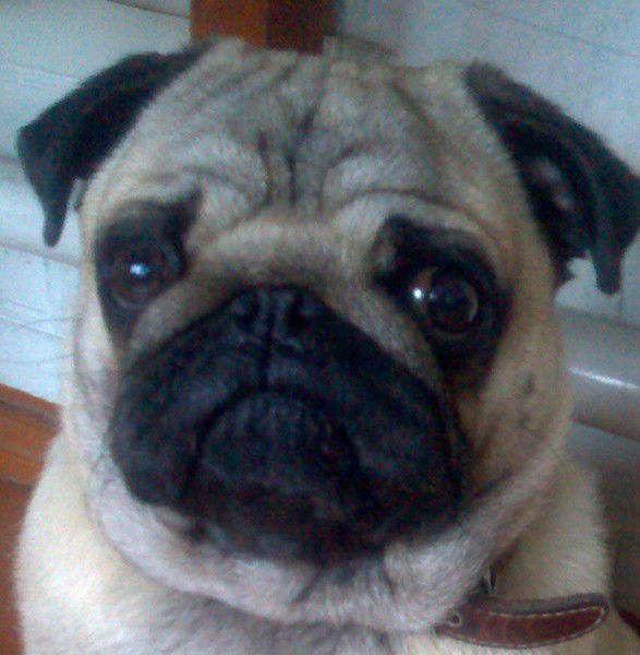 Елена Азизова