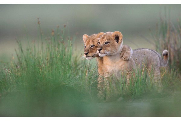 Алия Тыртыкаева