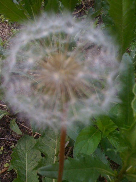 Денис Холкин