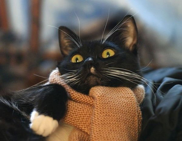 Светлана Благодатных