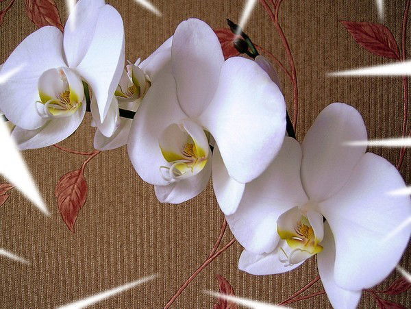 Лариса Акинова