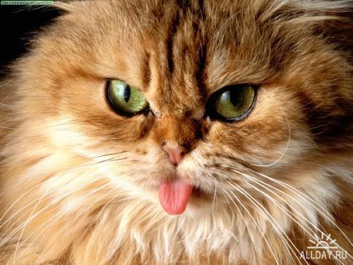 Ксения Любимова