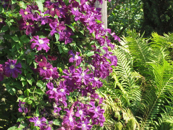 Светлана Касимова