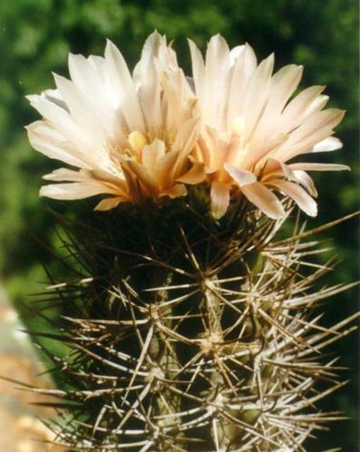 Татьяна Ефимова