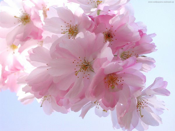 Рената Сайфуллина