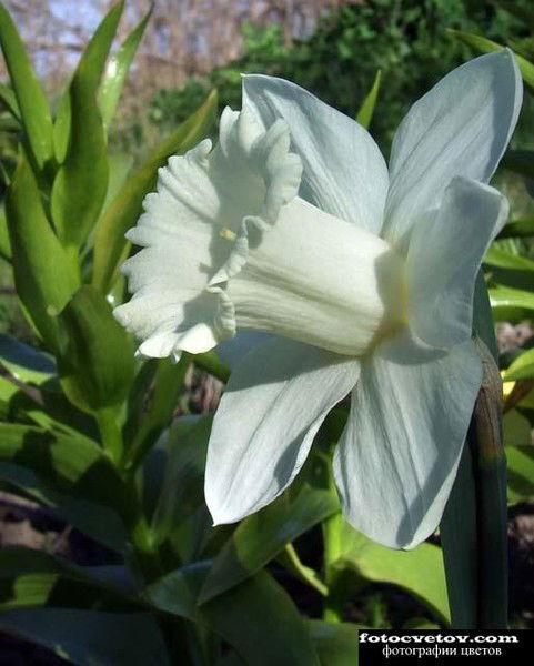 Гаухар Курбанова