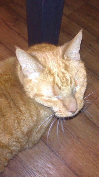 Александр Тарасов