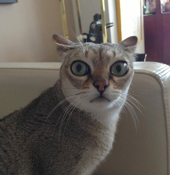 Наталья Сошнина