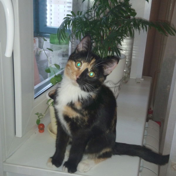 Ирина Шаховская