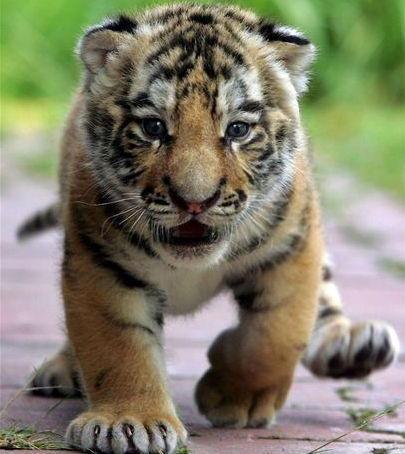 Машуня Сарапкина