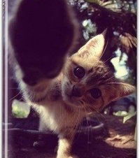 Костя Лісовий