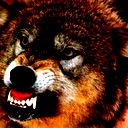 Алексей Лесных