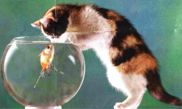 Данил Кляйн