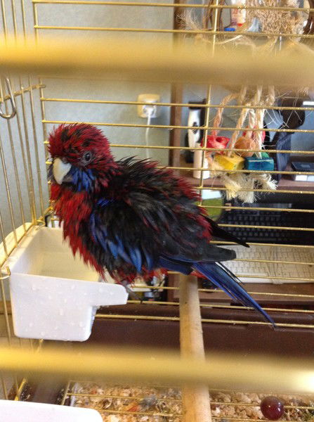 Ирина Афанасьева