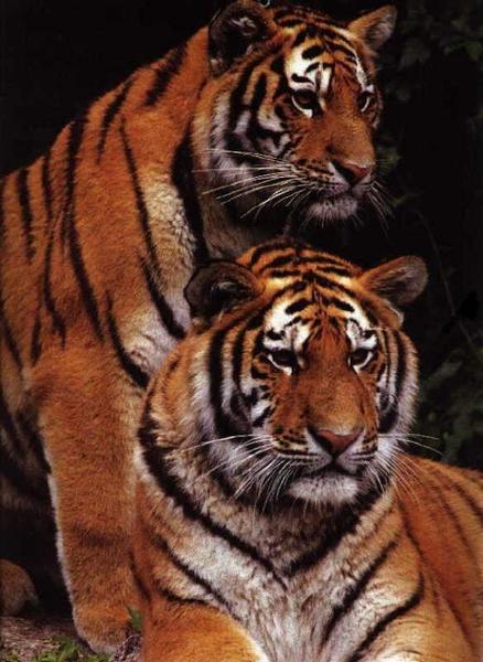 Алексей Куранов