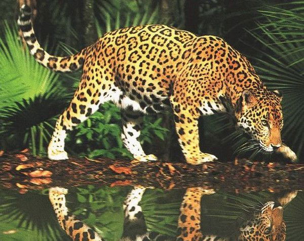 Леонид Алыпов