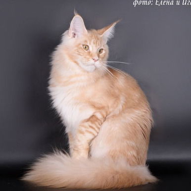 Александр Павлович