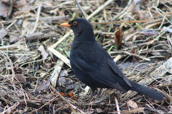 Юрий Луценович