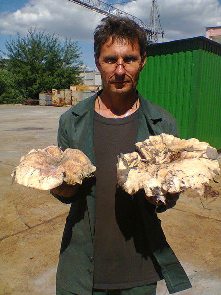 Александр Богомол