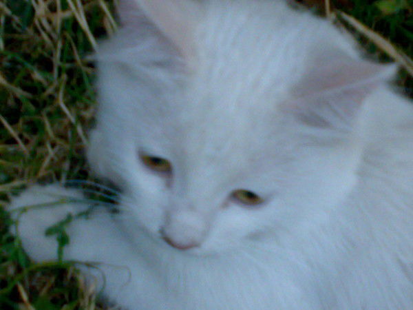 Володимир Сокол-Черниловский