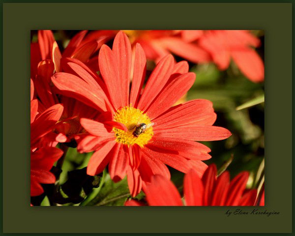 Хабушева Акмарал