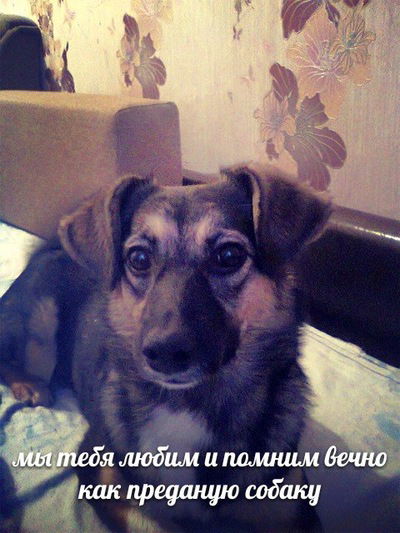 Лиза Шмакова