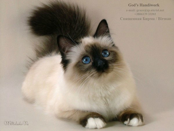 Надежда Антонова