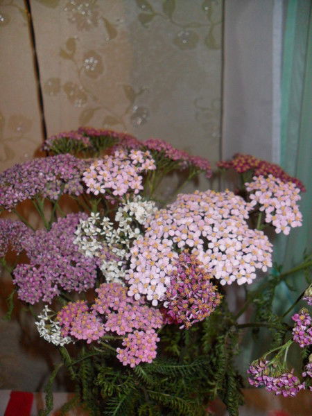 Валентина Ольхова