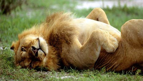 Андрей Ашивкин