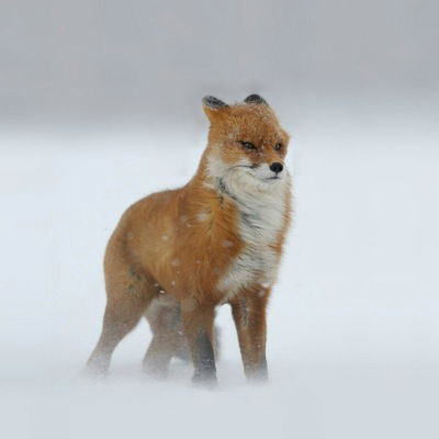 Александрина Воскресенская