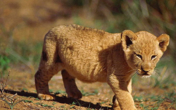 Лида Санина