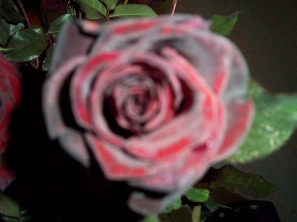 Елена Попова