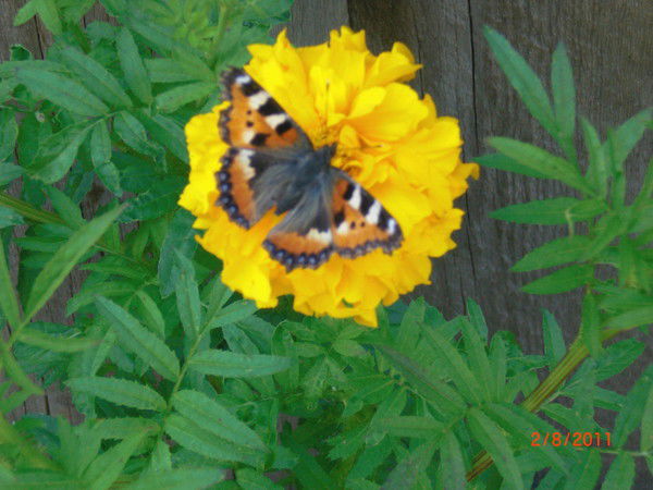 Татьяна Шилова