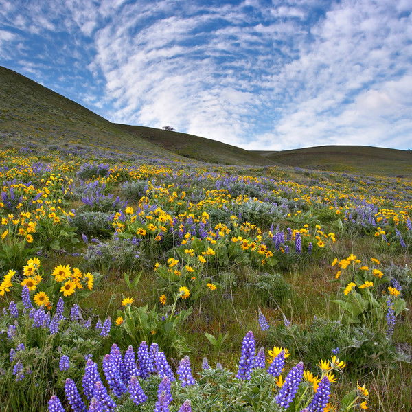 Ольга Борисова