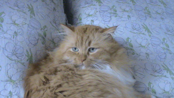 Евгений Бабич