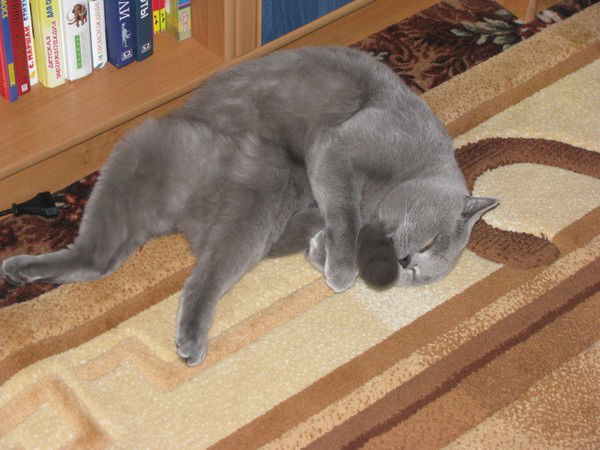 Евгений Громов