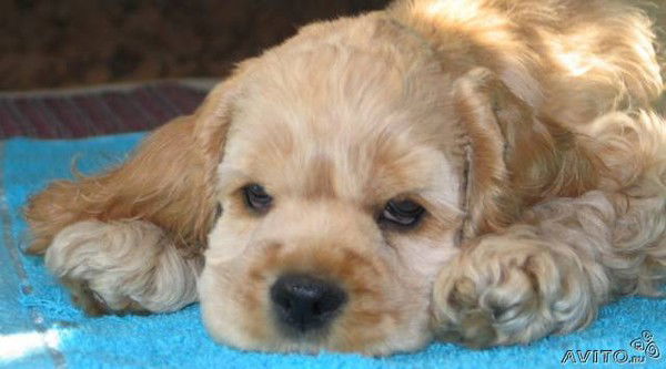 Лилия Минко