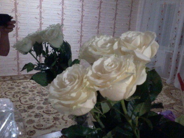 Ип Кошметова А.с. Кошметова