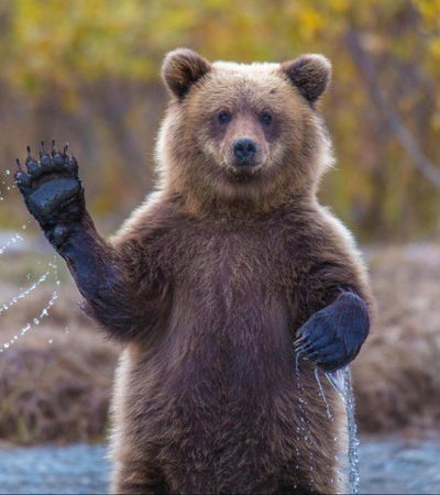 Гога Никчево