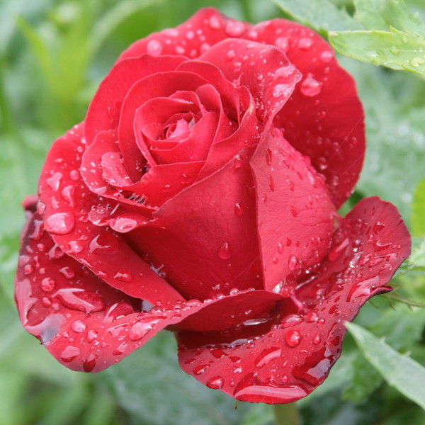 Гульджахан Аннагулыева