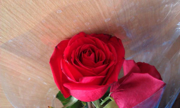 Виктория Самыко (Кривко)