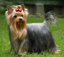 Диана Никто